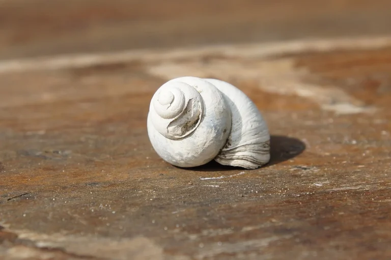 Broken Shelf Damaged Rack