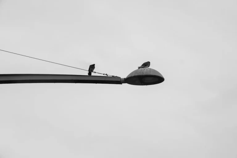 Desain Rak Gondola Untuk Daya Pikat Maksimal