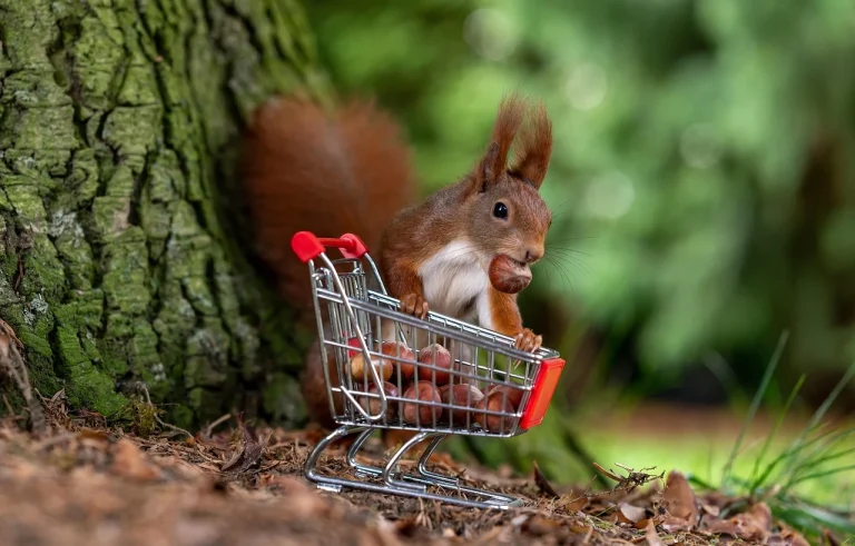 Shopping Cart Store Layout