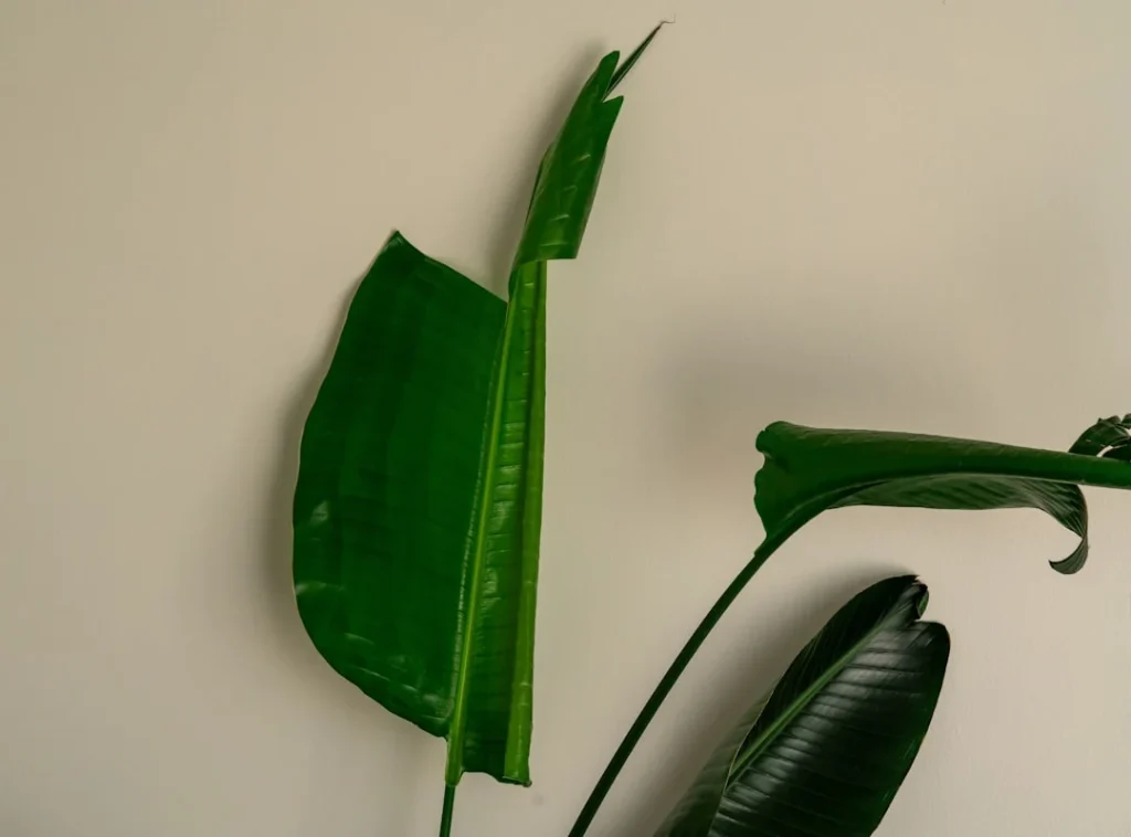Unstable Shelf Falling Items
